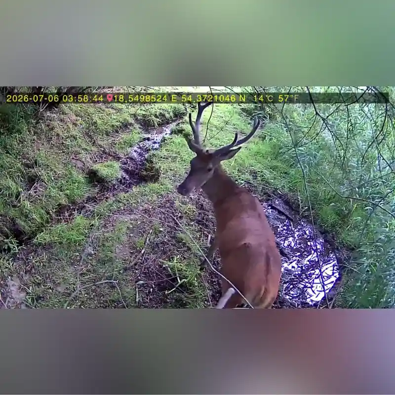 Fotopułapka LEMON FOX jakość zdjęć i nagrań